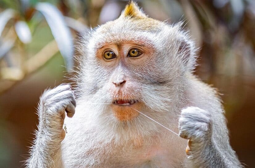 Regular dental flossing may lower risk of stroke from blood clots, irregular heartbeats